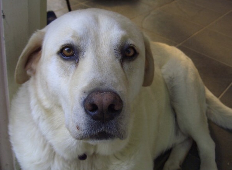 Here’s why dogs are the best – celebrating international dog&nbsp;day!